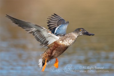 northern shoveler in flight Eclipse Plumage