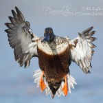 drake northern shoveler in flight incoming