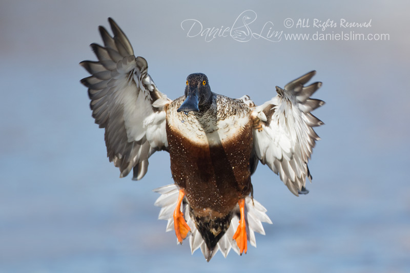 drake northern shoveler in flight incoming