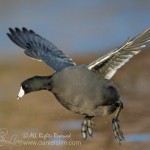 american coot in fight