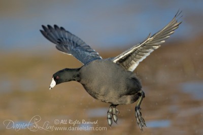 american coot in fight