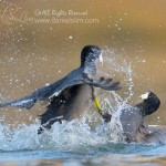 coot fight