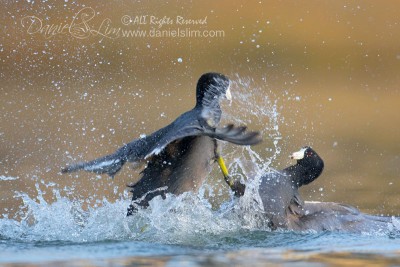 coot fight