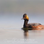 eared grebe breeding at white rock lake