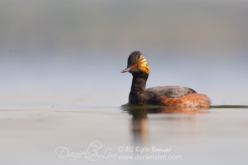 eared grebe breeding at white rock lake