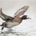 female lesser scaup