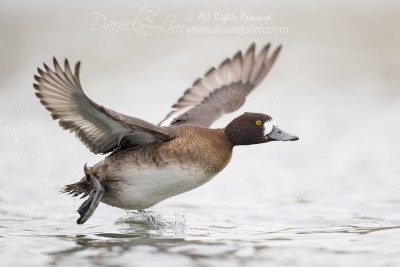 female lesser scaup