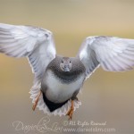 gadwall male in-flight 7D2