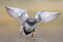 gadwall male in-flight 7D2