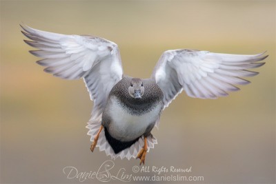 gadwall male in-flight 7D2