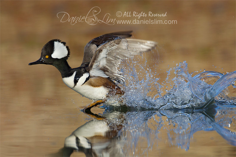 hooded merganser in fight water