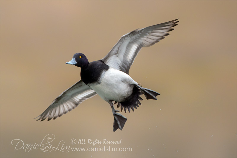 lesser scaup drake airborne in flight