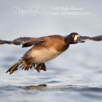 lesser scaup female low angl bif