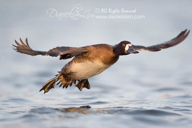 lesser scaup female low angl bif