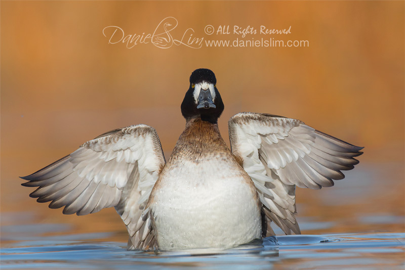 lesser scaup female