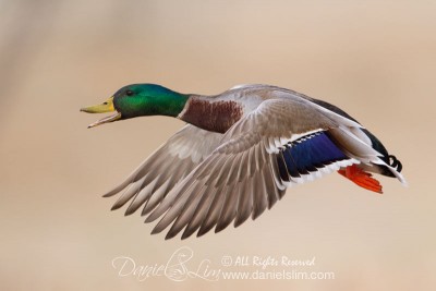 mallard in flight