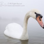 mute swan foggy morning
