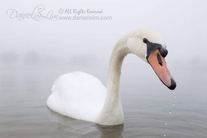 mute swan foggy morning