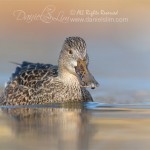 northern shoveler female