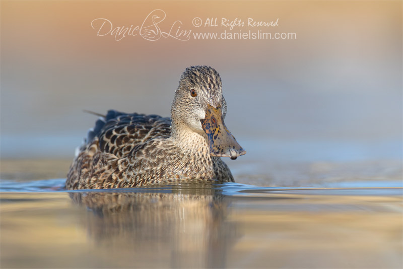 northern shoveler female