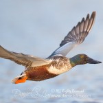 northern shoveler in flight soft light