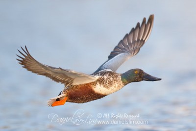 northern shoveler in flight soft light