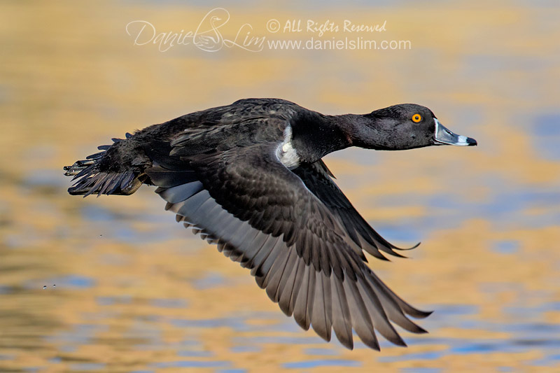 Ring necked Duck in flight