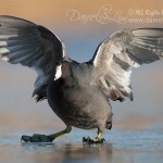 amercian coot on ice