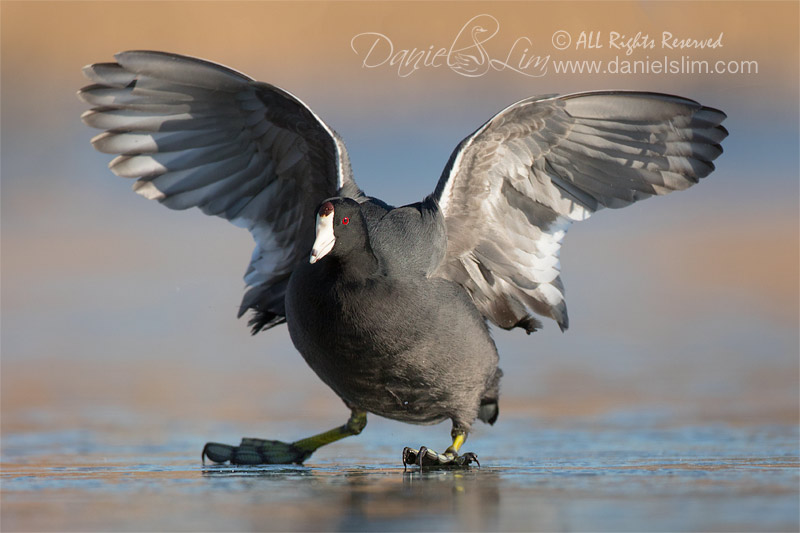 amercian coot on ice