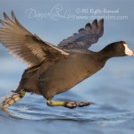 american coot runs on water