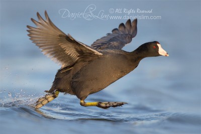 american coot runs on water