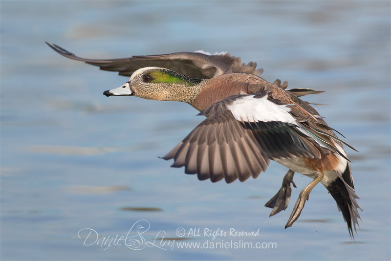 american wigeon in flight drake male