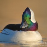 bufflehead drake