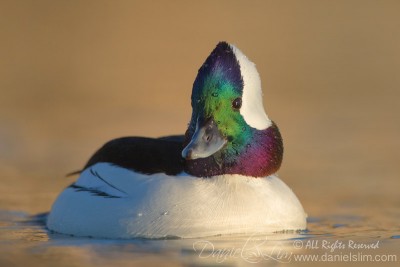 bufflehead drake