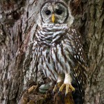 camouflaged barred owl