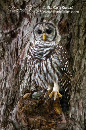 camouflaged barred owl