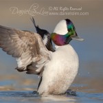 drake bufflehead wing flap