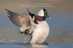 drake bufflehead wing flap