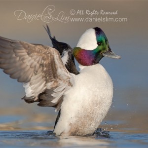 Bufflehead Drake Wing Flap