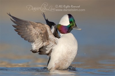 drake bufflehead wing flap