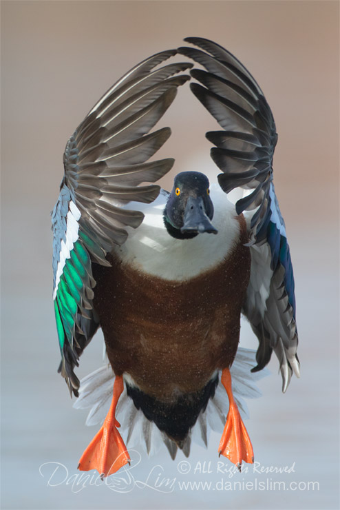 drake northern shoveler head on