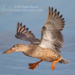 female northen shoveler in flight