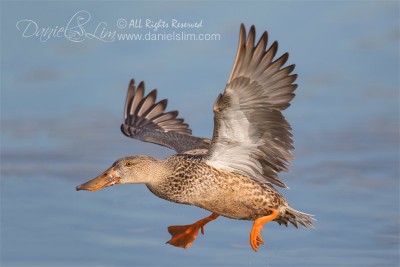 female northen shoveler in flight