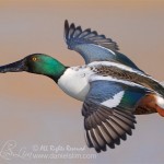 northen shoveler in flight