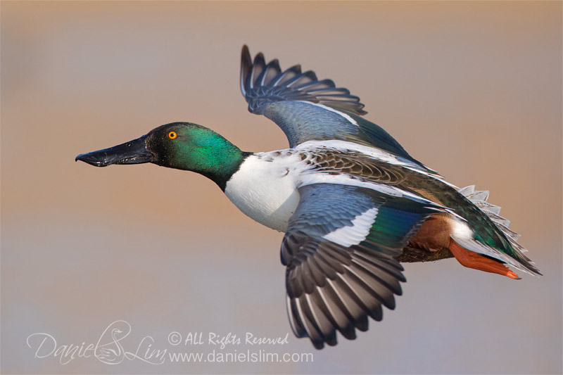 northen shoveler in flight