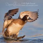 lesser female scaup surfing