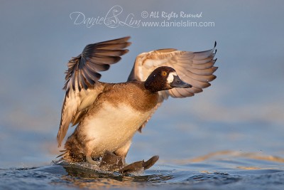 lesser female scaup surfing