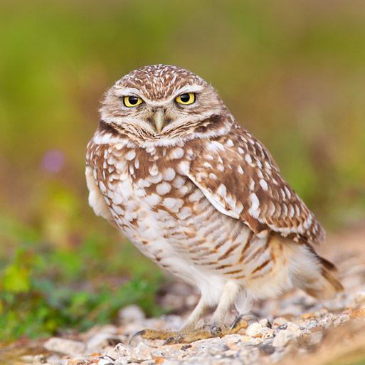 Burrowing Owl SE Dallas