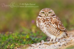 Burrowing Owl SE Dallas