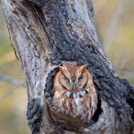 Red Morph Screech Owl in natural nest cavity